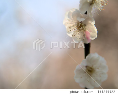 Beautiful white plum blossoms blooming in April, "Omoi no Mama" 131815522