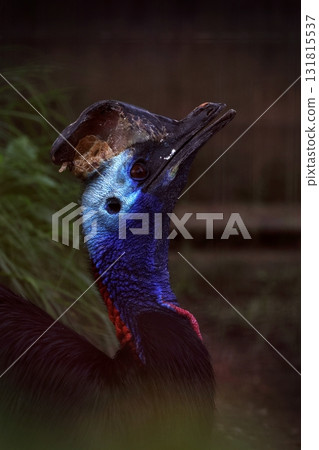 A close-up of a cassowary looking up at the sky 131815537