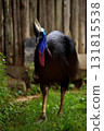 Portrait of a standing cassowary 131815538