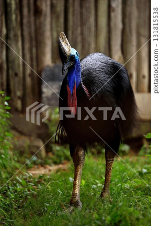 Portrait of a standing cassowary Portrait of a standing cassowary 131815538
