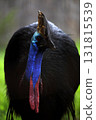 Frontal portrait of a cassowary 131815539