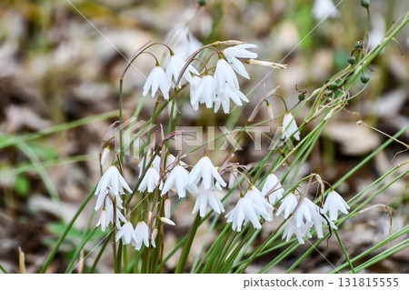 Tulipa cruciana "Lady Jane" 131815555