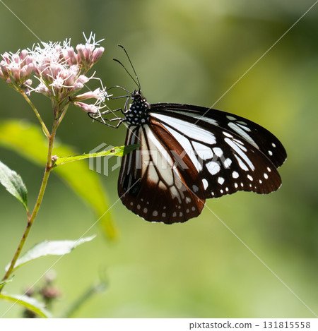 Asagi madara 131815558