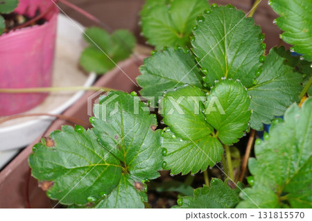 草莓葉（葉水）01 131815570