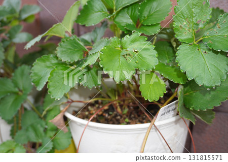 Strawberry leaves (leaf water) 02 Strawberry leaves (leaf water) 02 131815571