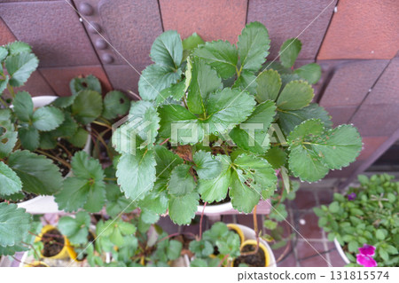 Strawberry leaves (leaf water) 05 Strawberry leaves (leaf water) 05 131815574