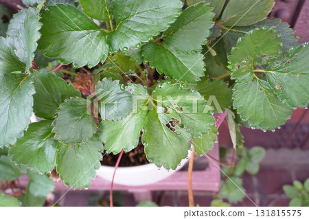 Strawberry leaves (leaf water) 06 Strawberry leaves (leaf water) 06 131815575