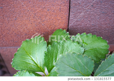 Strawberry leaves (leaf water) 08 131815577