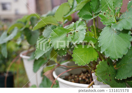Strawberry leaves (leaf water) 09 Strawberry leaves (leaf water) 09 131815578