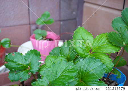 草莓葉(葉水)10片 草莓葉(葉水)10片 131815579