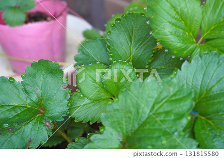 草莓葉(葉水)11 草莓葉(葉水)11 131815580