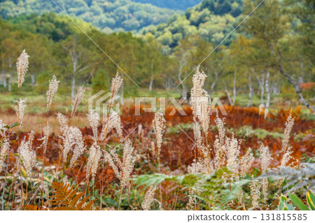 秋葉和紫芒 131815585