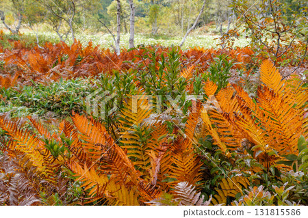 草葉和白樺樹 草葉和白樺樹 131815586