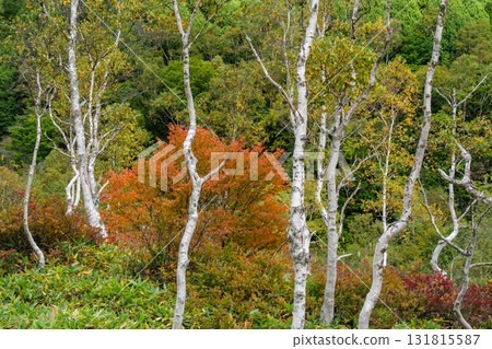 白樺白色葉子 白樺白色葉子 131815587