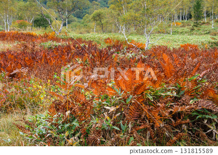 Autumn leaves of a wetland 131815589