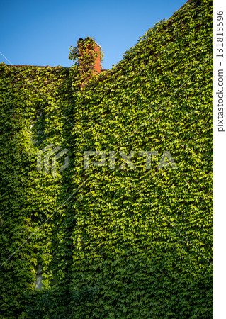 Green facade. Ivy covered building. Vine creeper on facade house covered wild grape. Green facade. Ivy covered building. Vine creeper on facade house covered wild grape. 131815596