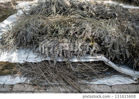 Blooming lavender stems drying in sun outside. Pile of flowers.  131815608
