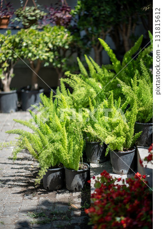 Foxtail asparagus fern plants in plastic pots in outdoor flower shop, garden store. 131815612