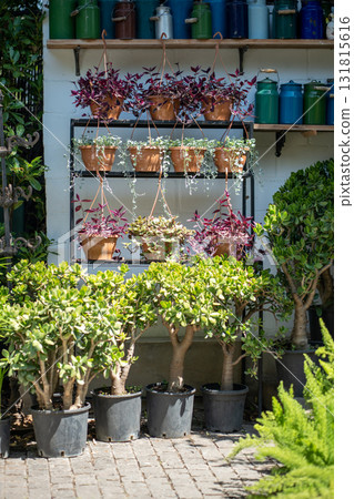 Plants flowers growing in little and big pots standing in row on shelves in shop street showcase. Plants flowers growing in little and big pots standing in row on shelves in shop street showcase. 131815616