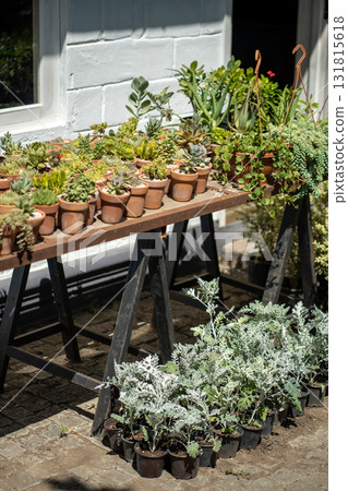 Plants flowers growing in little pots standing on table in shop street showcase in sunny day. Plants flowers growing in little pots standing on table in shop street showcase in sunny day. 131815618