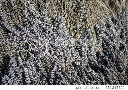 Bouquet of lavender drying outside in sun. Pile of flowers. Alternative medicine, food consumption. 131815621