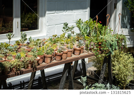 Plants flowers growing in little pots standing on table in shop street showcase in sunny day. Plants flowers growing in little pots standing on table in shop street showcase in sunny day. 131815625