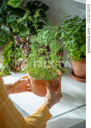 Woman puts green dill plant in pot on table on kitchen at home, hands close-up. Woman puts green dill plant in pot on table on kitchen at home, hands close-up. 131815628