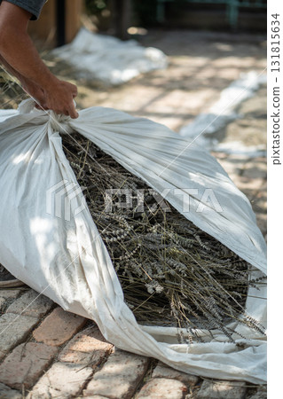 Dried cut lavender in cloth bags for further processing. Plants intended for creation of seasonings 131815634