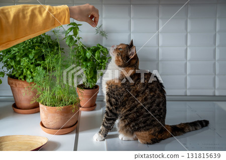 Cat sniffs dill, grown by hostess in the home garden. Love for fresh greens and pets. Cat sniffs dill, grown by hostess in the home garden. Love for fresh greens and pets. 131815639