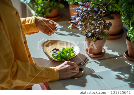 Female gardener cuts basil leaves. Healthy tasty seasonings grown indoors. Harvest Female gardener cuts basil leaves. Healthy tasty seasonings grown indoors. Harvest 131815641