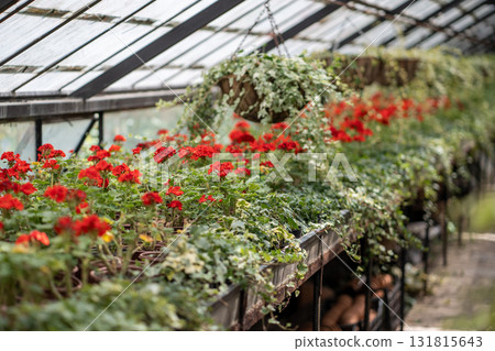 Closed greenhouse full of flowers. Plant nursery for growing ornamental and floral plants Closed greenhouse full of flowers. Plant nursery for growing ornamental and floral plants 131815643