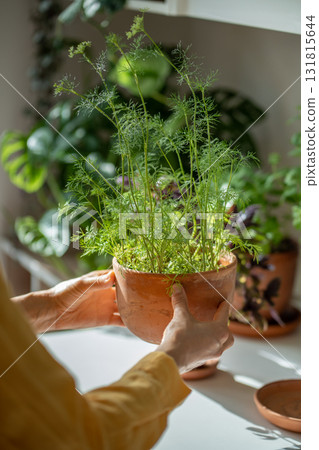 Greens fresh dill in terracotta pot in female hands. Concept house growing fresh herbs home garden. Greens fresh dill in terracotta pot in female hands. Concept house growing fresh herbs home garden. 131815644