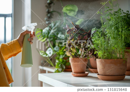Spraying fresh green dill, basil pots growing in home garden on kitchen table. Sustainable lifestyle 131815648