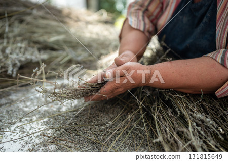 Branches dry lavender plants in woman farmer hands on farm. Using in culinary, aroma products. Branches dry lavender plants in woman farmer hands on farm. Using in culinary, aroma products. 131815649