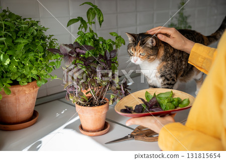 Female gardener strokes curious cat. Purple and green basil leaves on platter, pet sniffing around 131815654