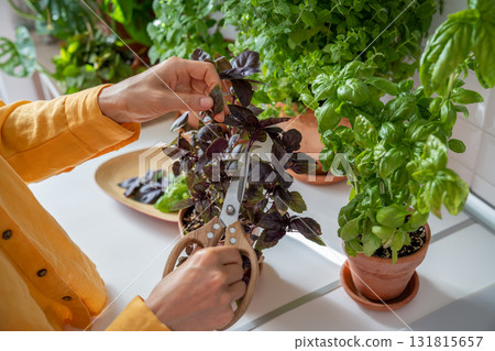 Woman growing herbs in pots cutting purple basil leaves on kitchen for cooking at home. Woman growing herbs in pots cutting purple basil leaves on kitchen for cooking at home. 131815657