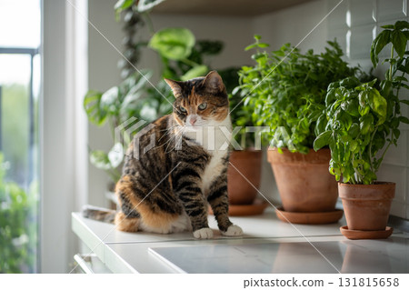 Pet and plants at home. Interested cat sit on kitchen table near small garden with houseplants herbs Pet and plants at home. Interested cat sit on kitchen table near small garden with houseplants herbs 131815658