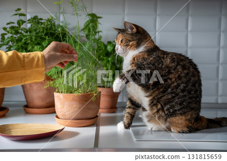 Tabby cat playing with dill and greenery in pots grown at home for cooking on kitchen. Tabby cat playing with dill and greenery in pots grown at home for cooking on kitchen. 131815659