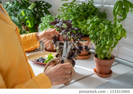 Pruning plants basil leaves. Fresh delicious spicy herbs collected by young woman indoors garden 131815660
