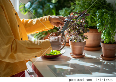 Hand with vintage scissors cut leaves of organic basil growing in clay pot on kitchen table for cook 131815680