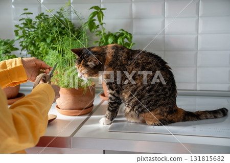 Woman hands cutting fresh herbs in pot on kitchen, cat looking sitting near on table at home. 131815682