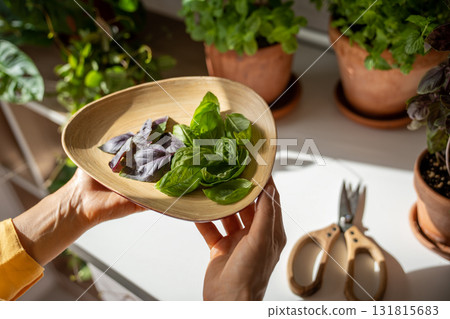 Woman hands hold wooden bowl with green and purple basil. Home planting and food growing. 131815683