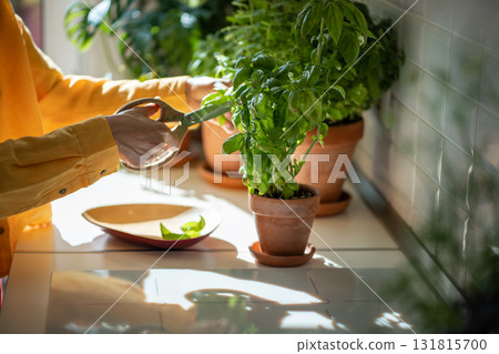 Hands of woman plants lover cutting basil leaves of domestic flower in pot at home. Hands of woman plants lover cutting basil leaves of domestic flower in pot at home. 131815700