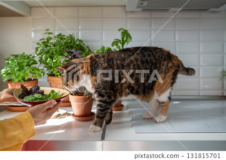 Pet cat sniffing fresh basil greenery on plate in kitchen at home. Woman holds cut leaves. Pet cat sniffing fresh basil greenery on plate in kitchen at home. Woman holds cut leaves. 131815701
