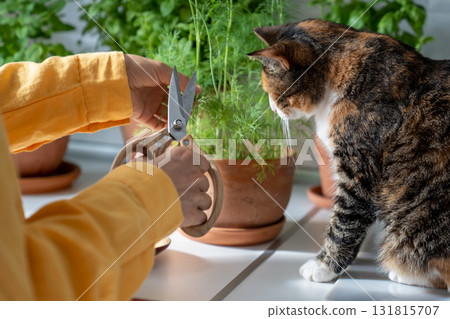 Owner cat with interested pet cutting organic dill grown eco friendly pot with scissors at home 131815707