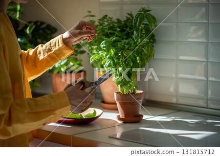 Hands with scissors cutting green basil growing in clay pot. Eco friendly natural bio garden at home 131815712