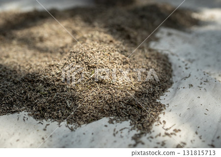 Grinded dry lavender plants flowers on farm, production of aroma products, spices for culinary. Grinded dry lavender plants flowers on farm, production of aroma products, spices for culinary. 131815713