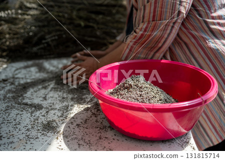 Woman hands fold ground lavender into basin. Farm worker, manual labor in garden, plant cultivation Woman hands fold ground lavender into basin. Farm worker, manual labor in garden, plant cultivation 131815714