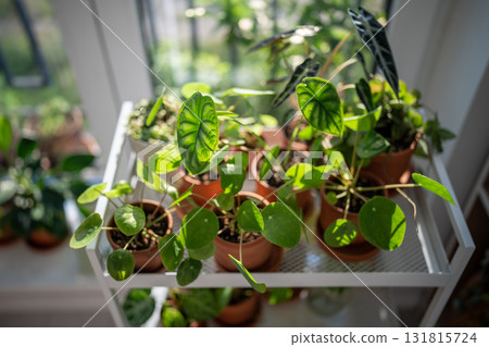 Sprouts plants in terracotta pots on cart at home. Houseplant after replanting into new flowerpot Sprouts plants in terracotta pots on cart at home. Houseplant after replanting into new flowerpot 131815724
