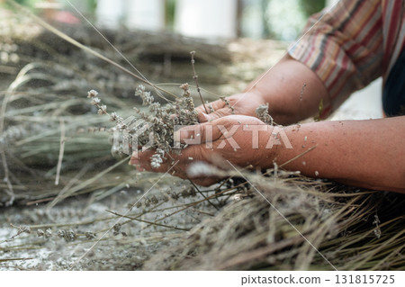 Branches dry lavender plants in woman farmer hands on farm. Using in culinary, aroma products. Branches dry lavender plants in woman farmer hands on farm. Using in culinary, aroma products. 131815725